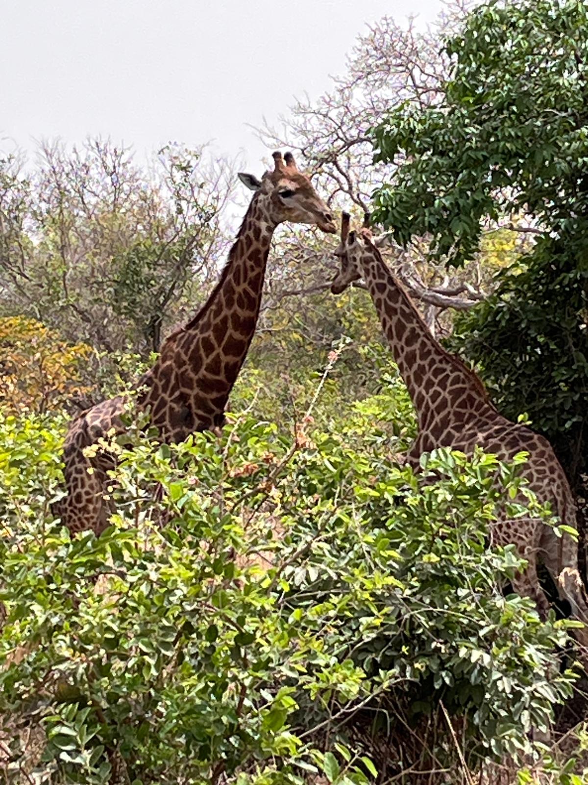 Senegal safari