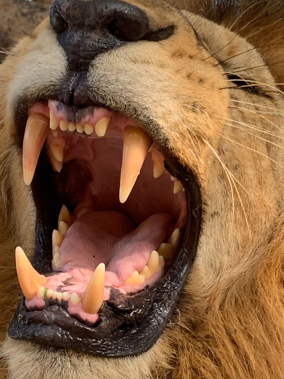 Fathala safari